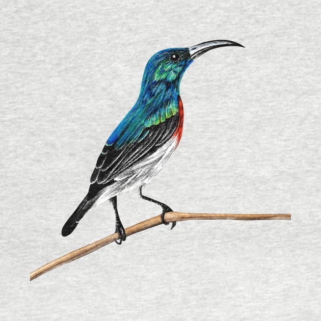 Sunbird illustration by lorendowding